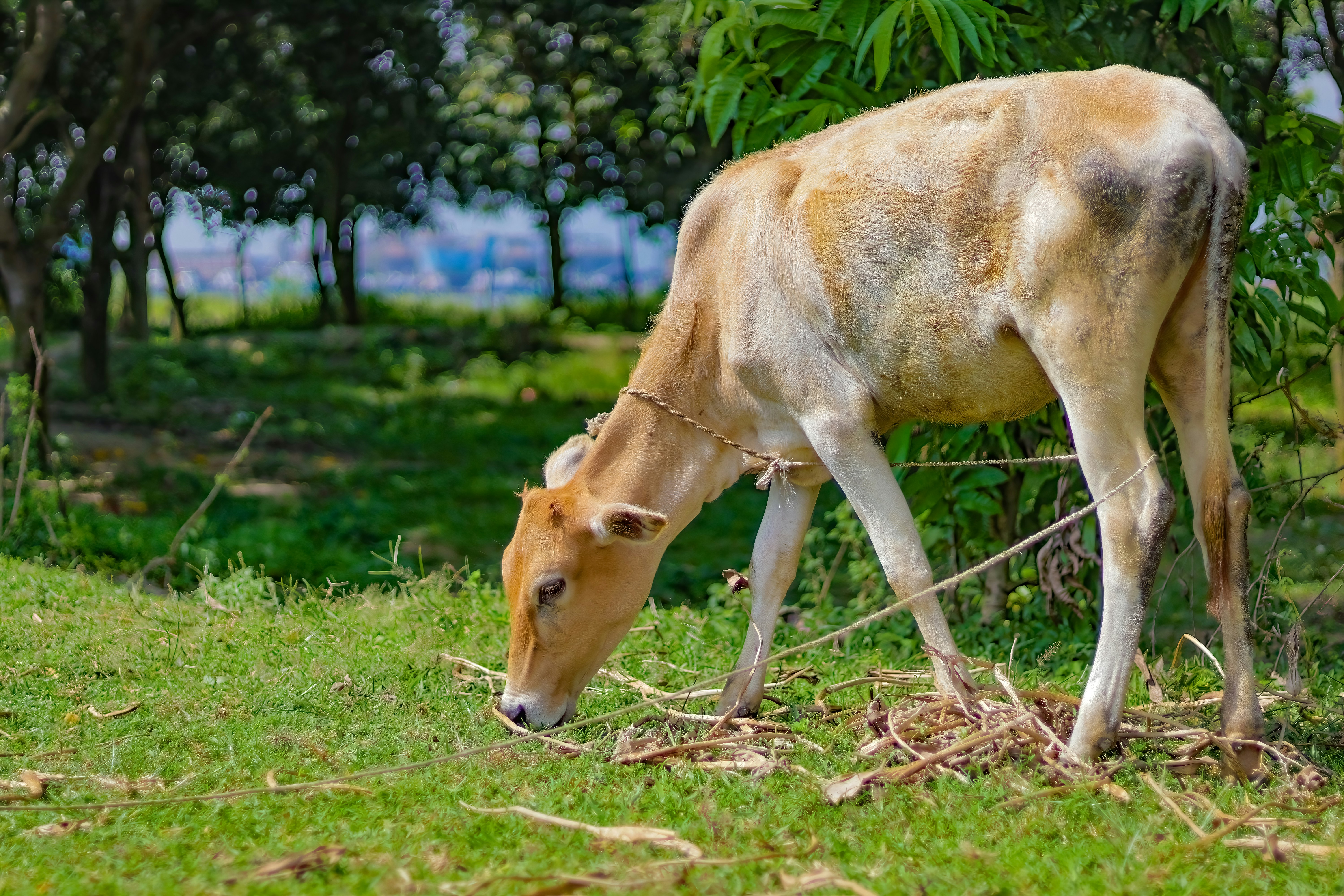 Feeding Frenzies and Natural Behaviors (image credits: unsplash)
