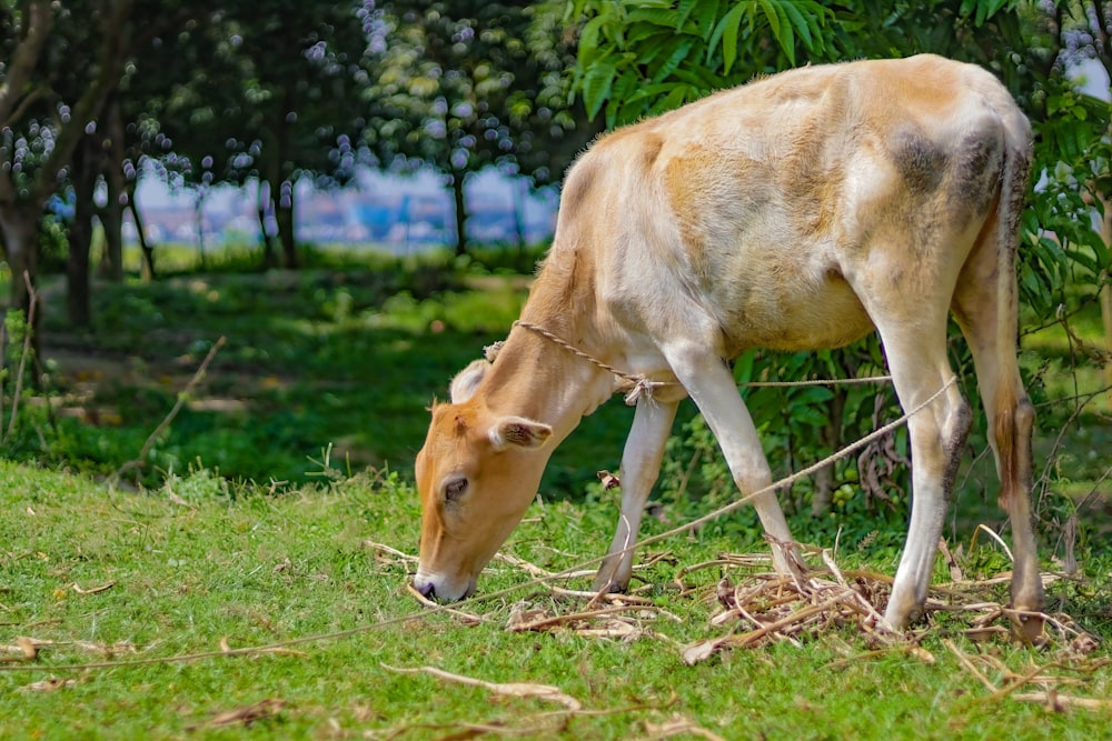 a cow grazing on grass in a field
