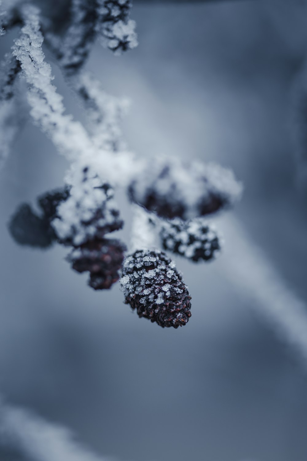 frozen berries hanging from a tree branch
