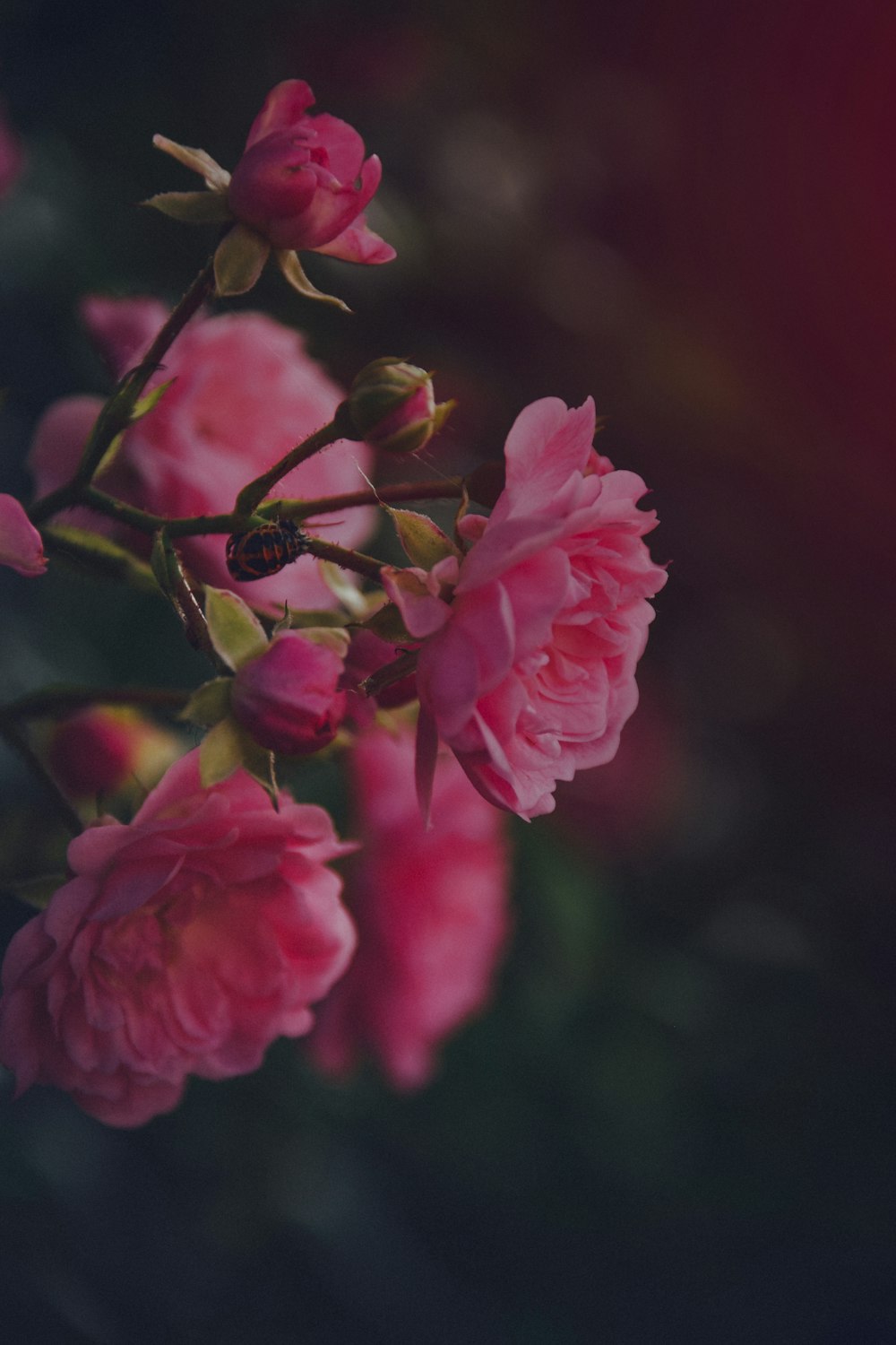 a bunch of pink flowers that are on a branch