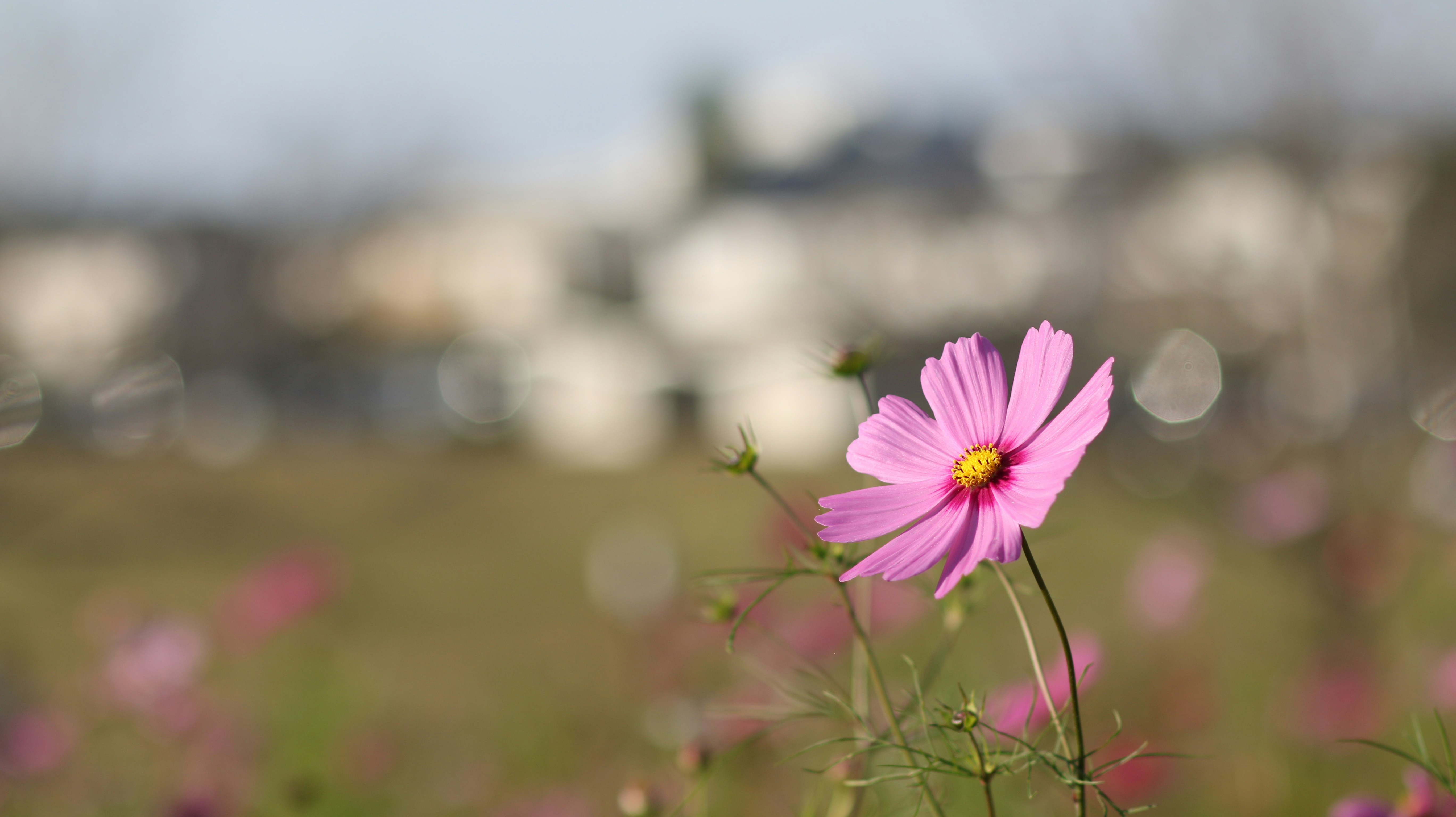 Photo by linhmidori