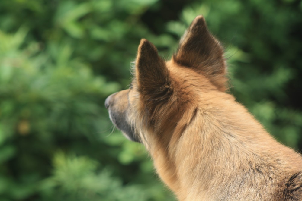 a close up of a dog with trees in the background
