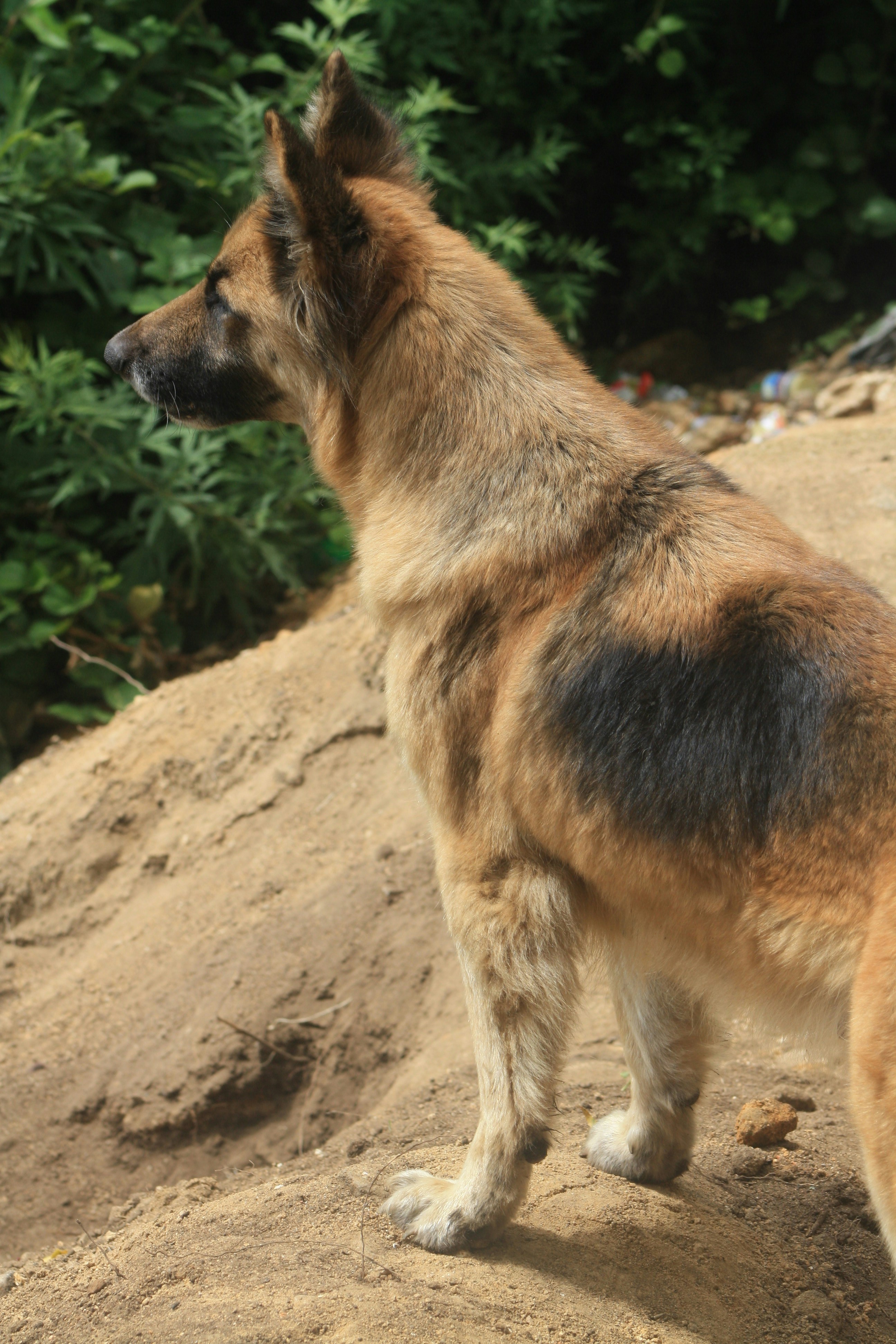 Un cane marrone in piedi sulla cima di una collina sterrata