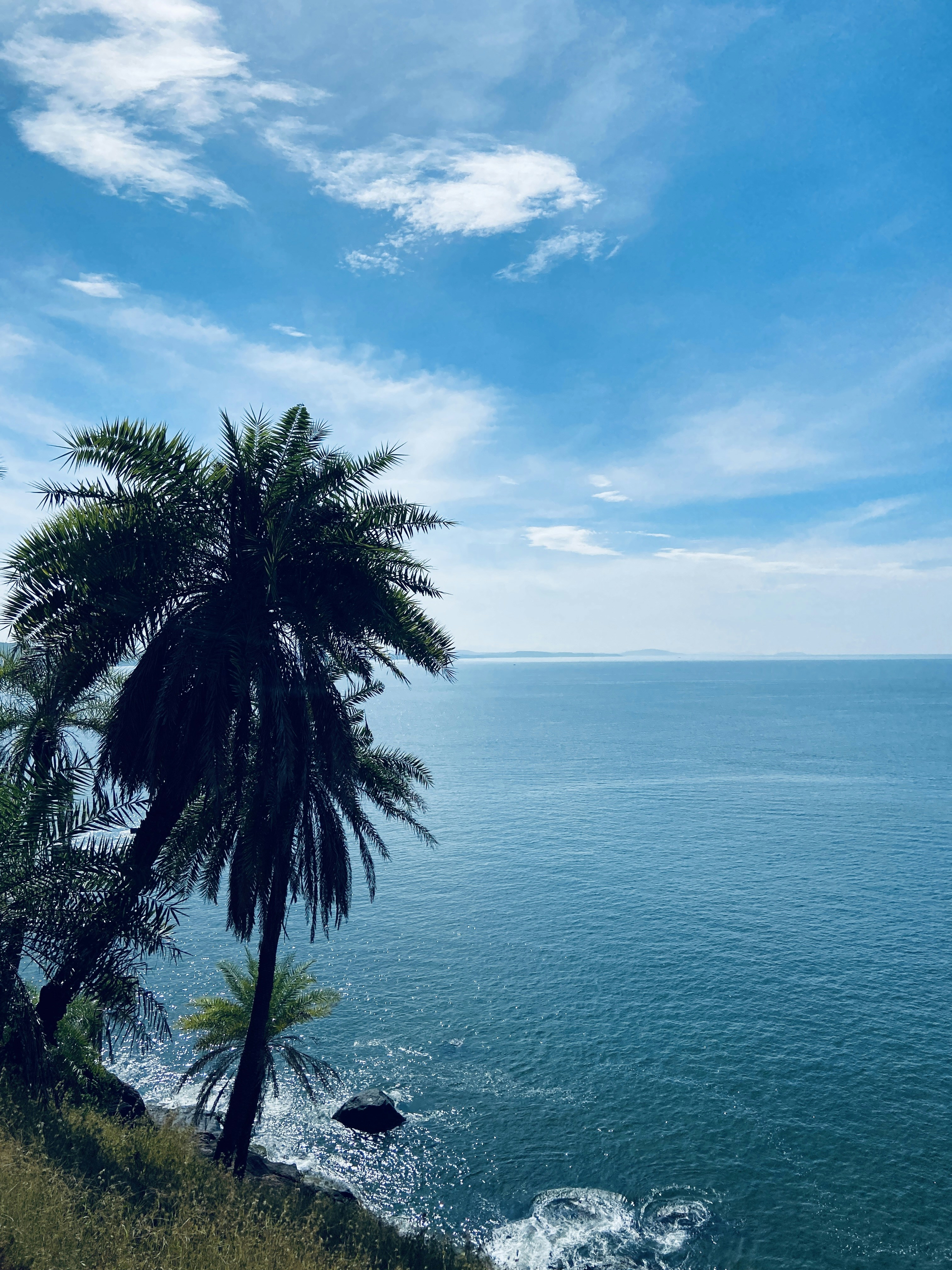 a palm tree on a hill overlooking the ocean