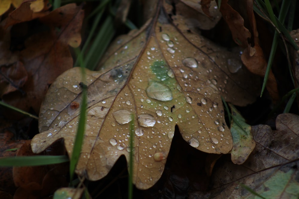 a leaf with drops of water on it