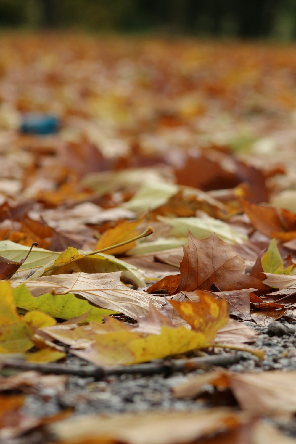 a bird is sitting on a leaf covered ground