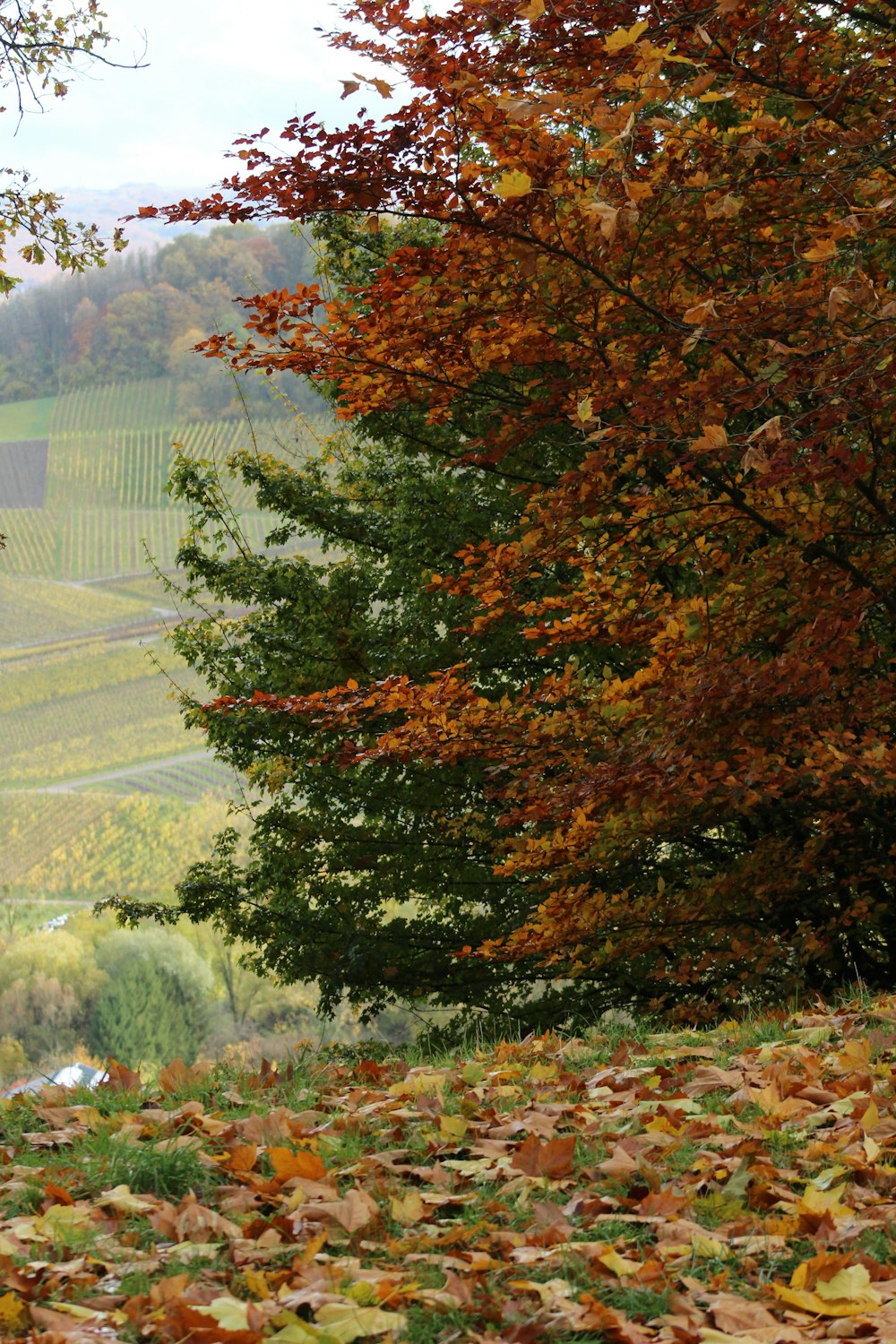 a bench in the middle of a leaf covered field