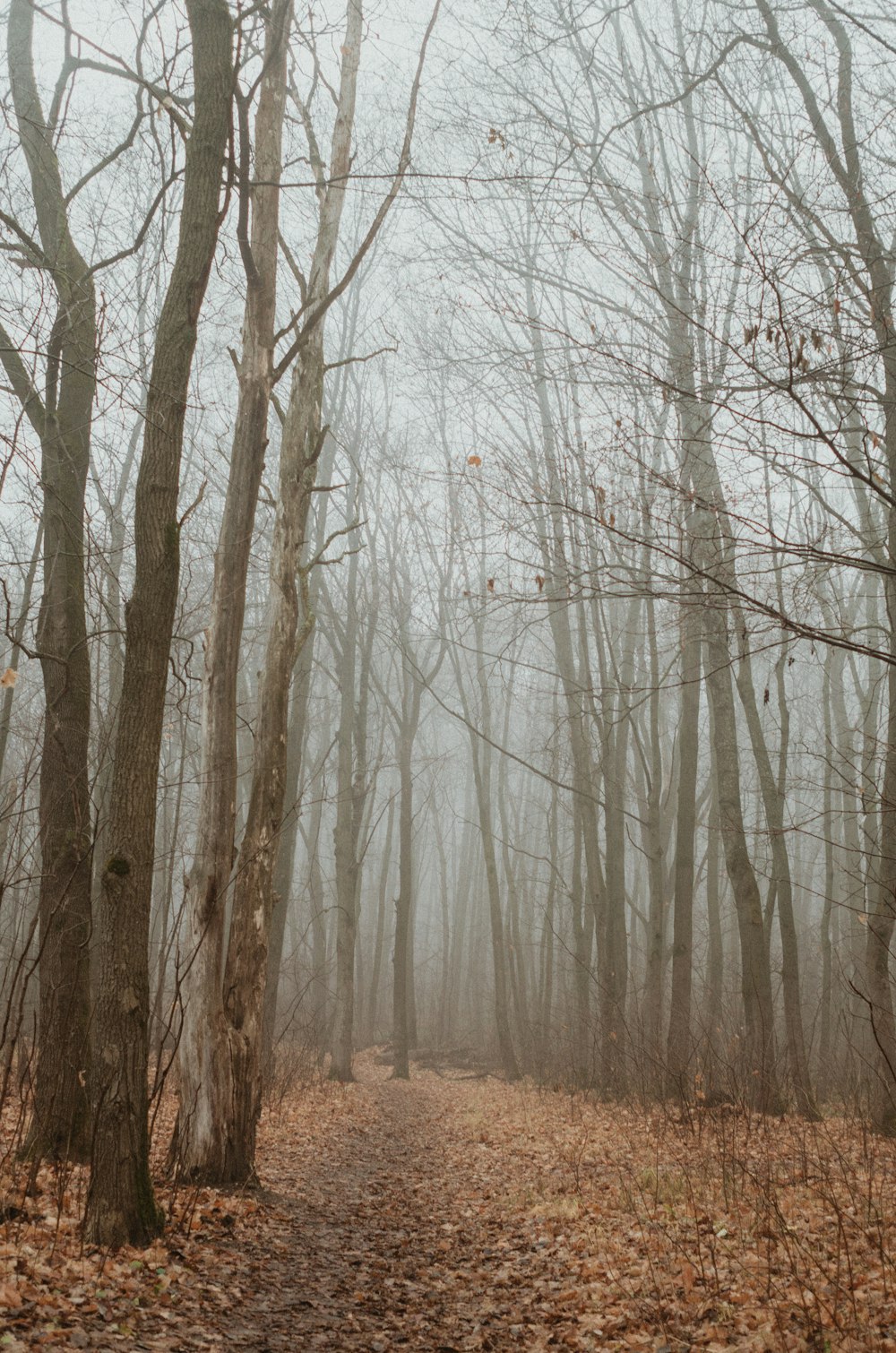 a path through a foggy forest with lots of trees