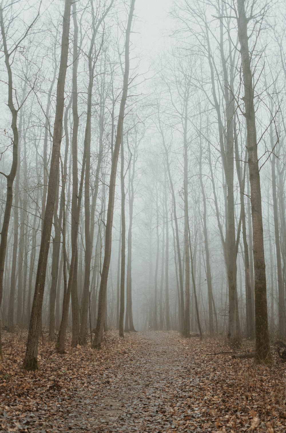 a foggy path in the woods with leaves on the ground