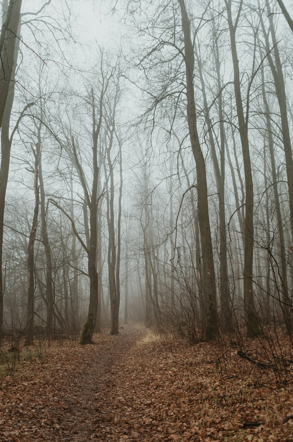 a path in the middle of a forest covered in leaves