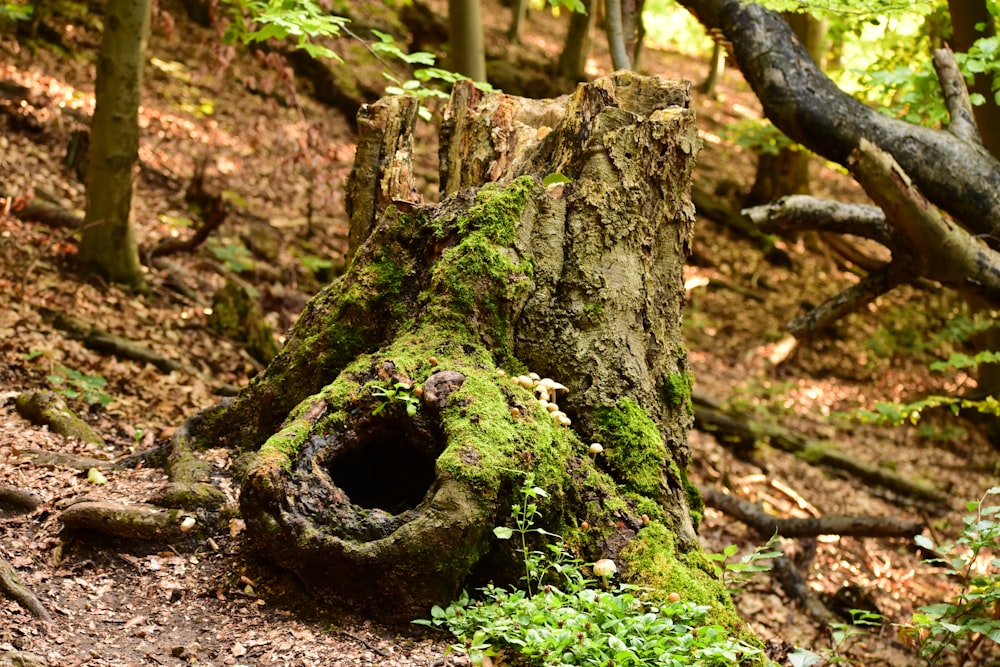 a tree stump with moss growing on it in the woods