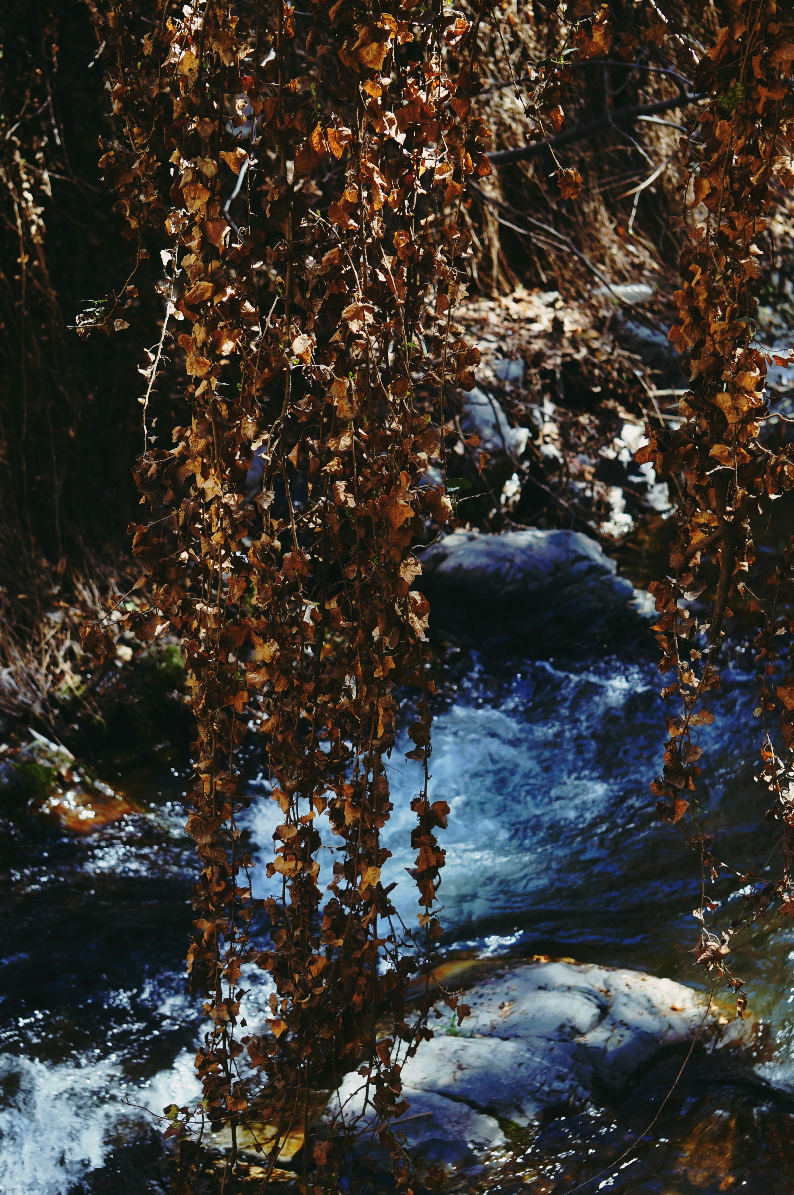 a stream running through a forest filled with lots of leaves