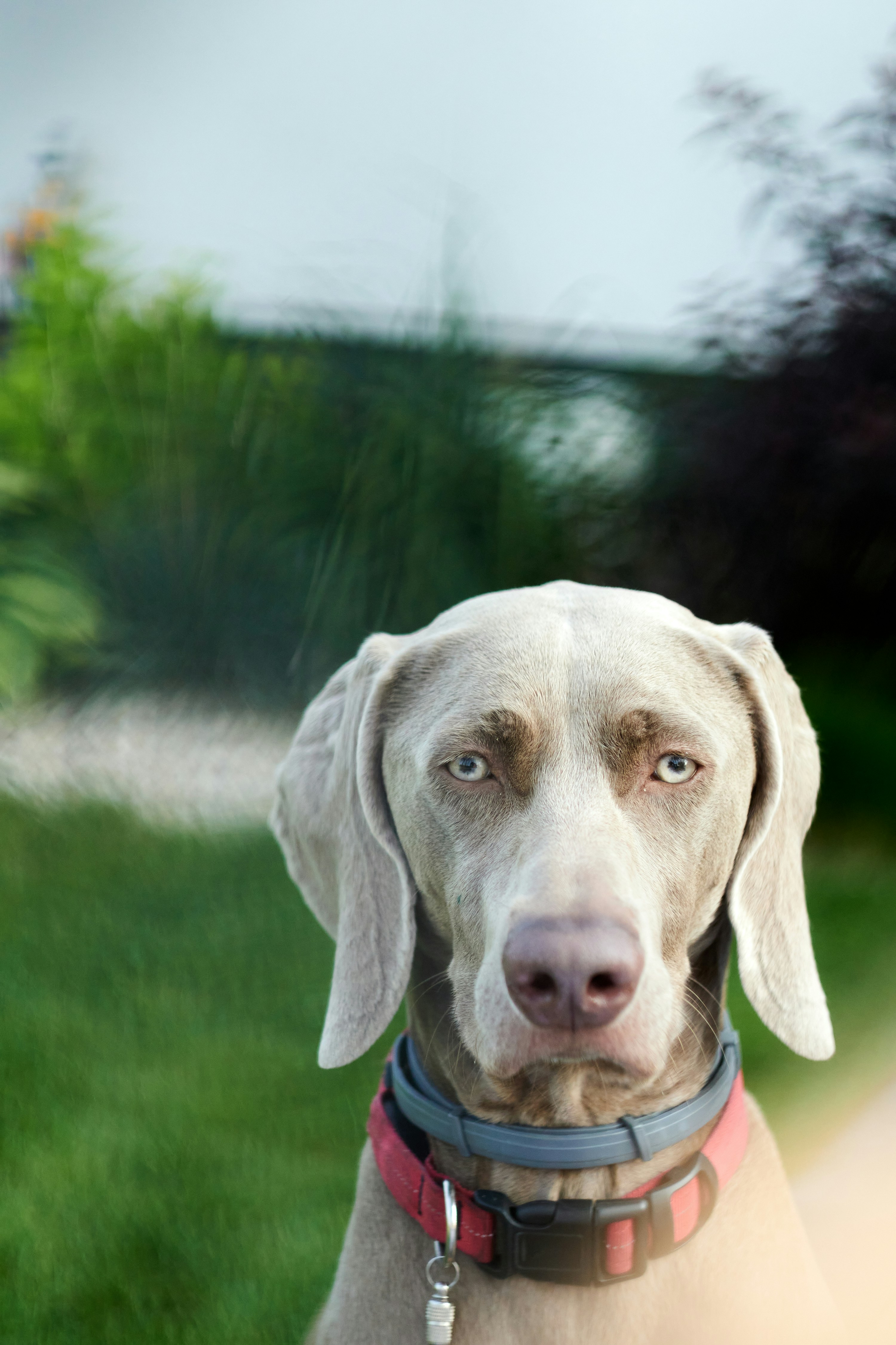 a white dog with a red collar looking at the camera