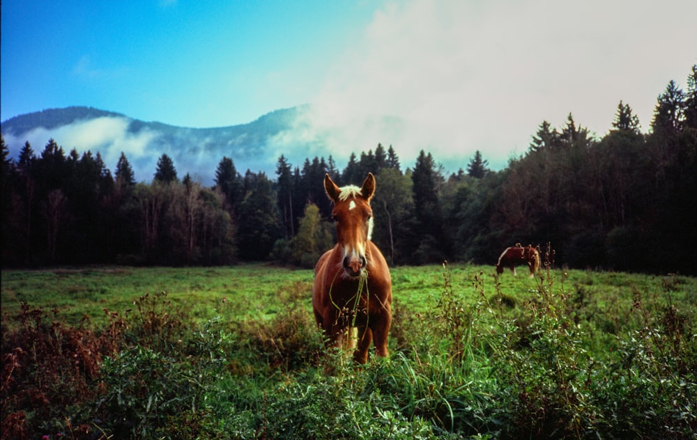 a brown horse standing on top of a lush green field