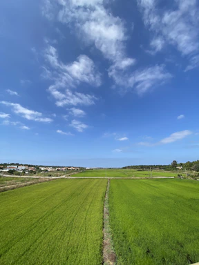 Green open field with clear blue sky, perfect for building.