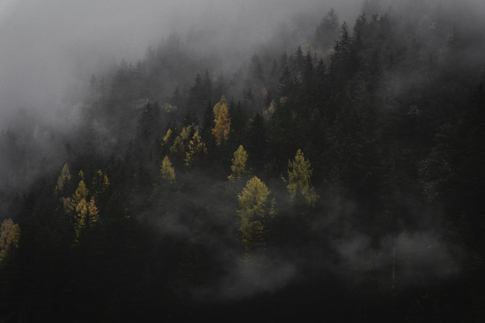 a forest covered in fog and low lying clouds