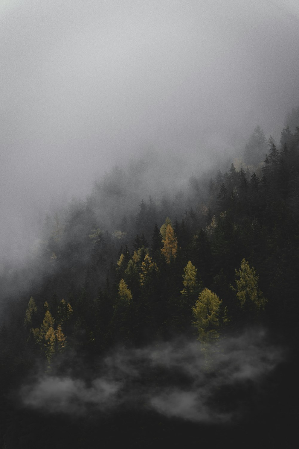 a plane flying over a forest covered in fog