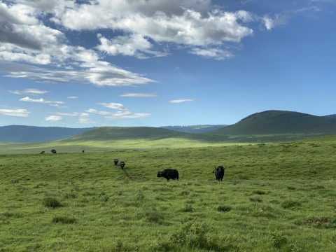 A lush green pasture with healthy buffalo grazing under clear skies.