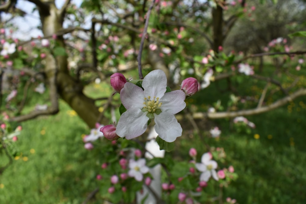 an apple tree with white and pink flowers