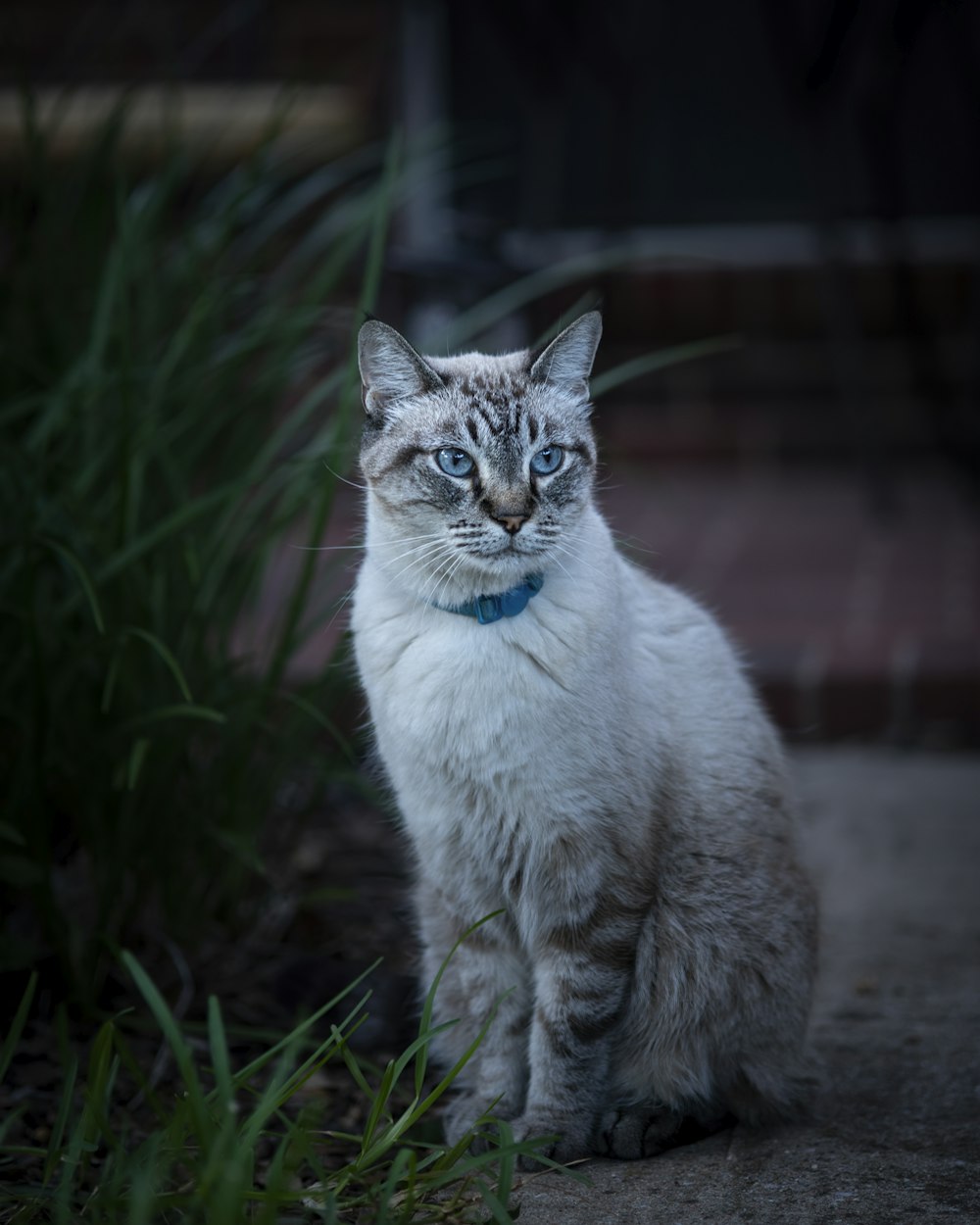 a white cat with blue eyes sitting on the ground