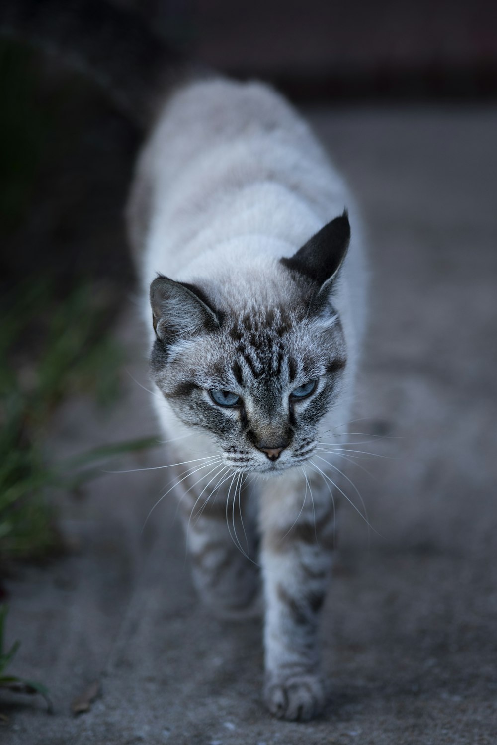 a gray and white cat walking across a cement ground