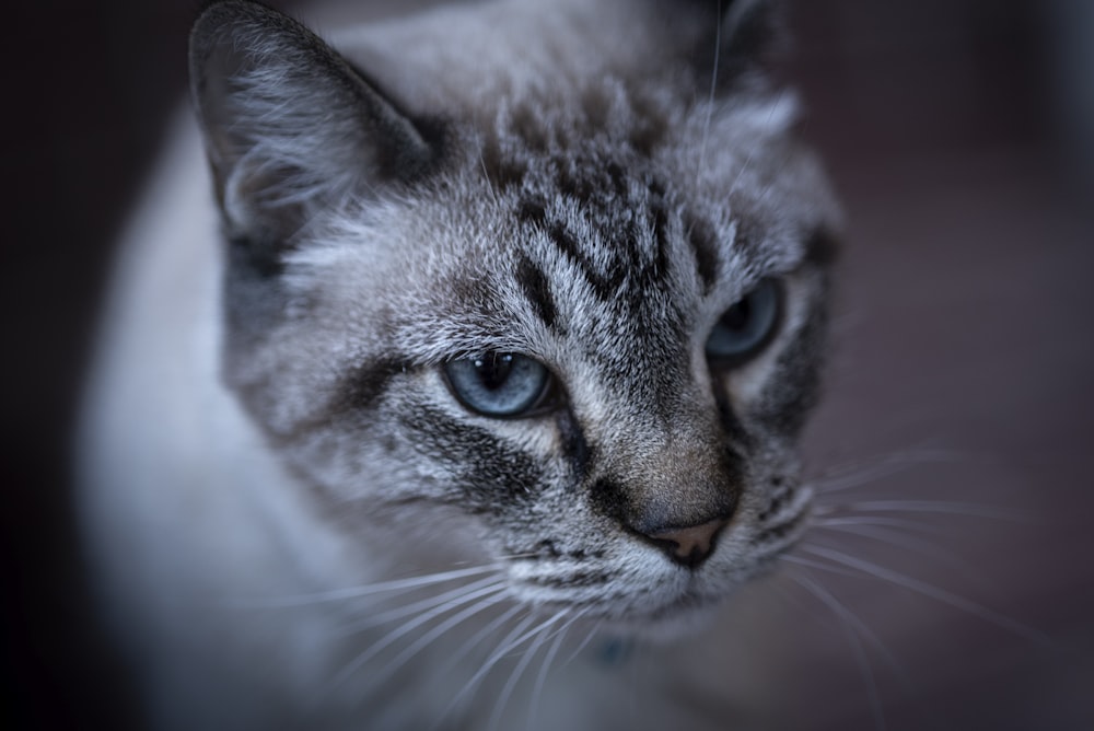 a close up of a cat with blue eyes