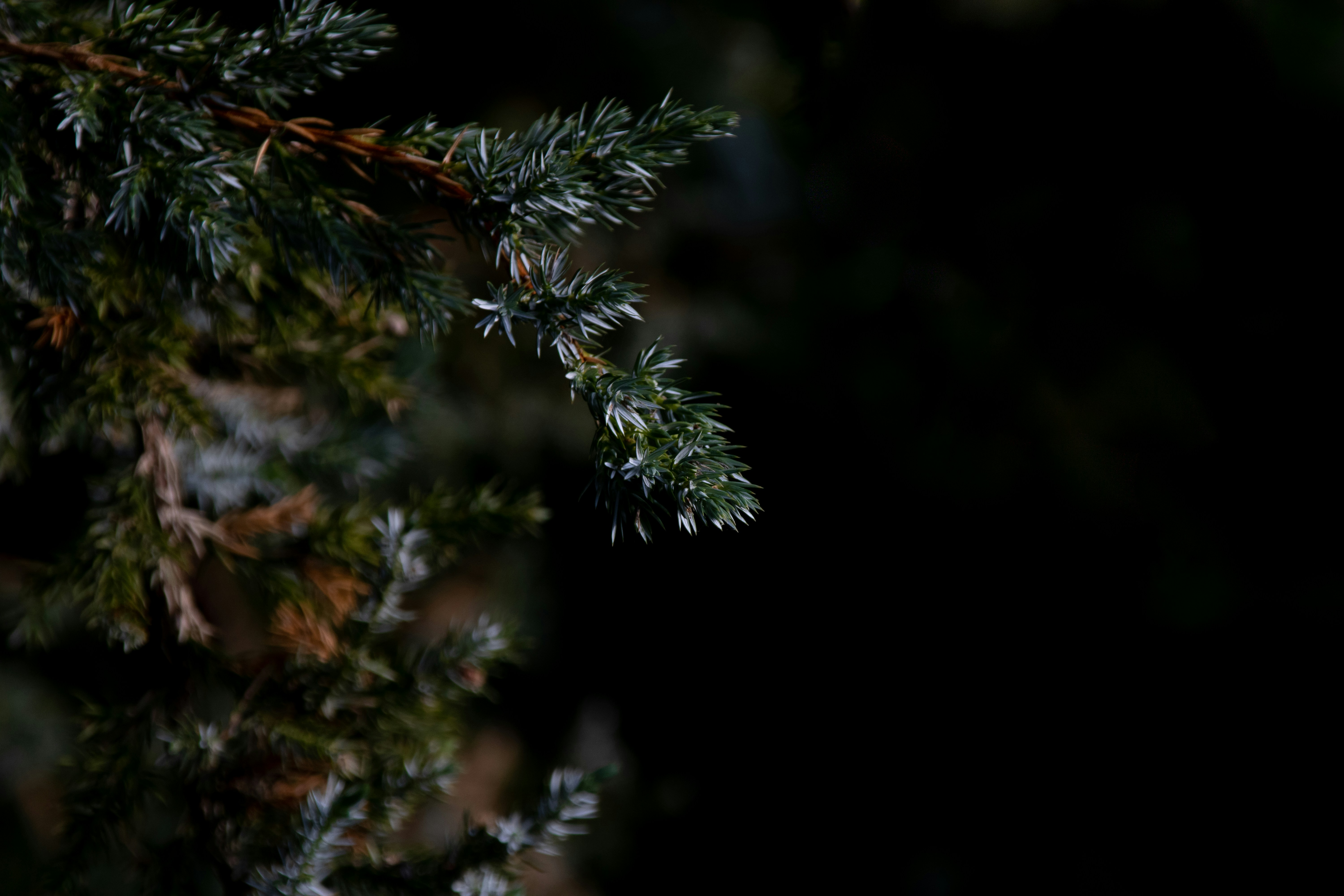 Photo by mirkofabian