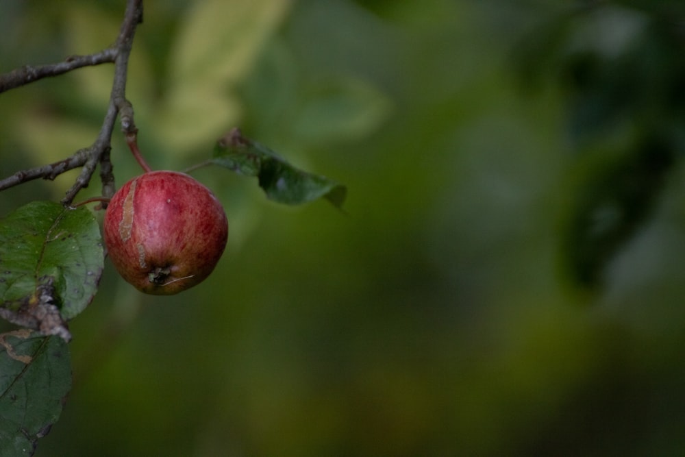 a red apple hanging from a tree branch