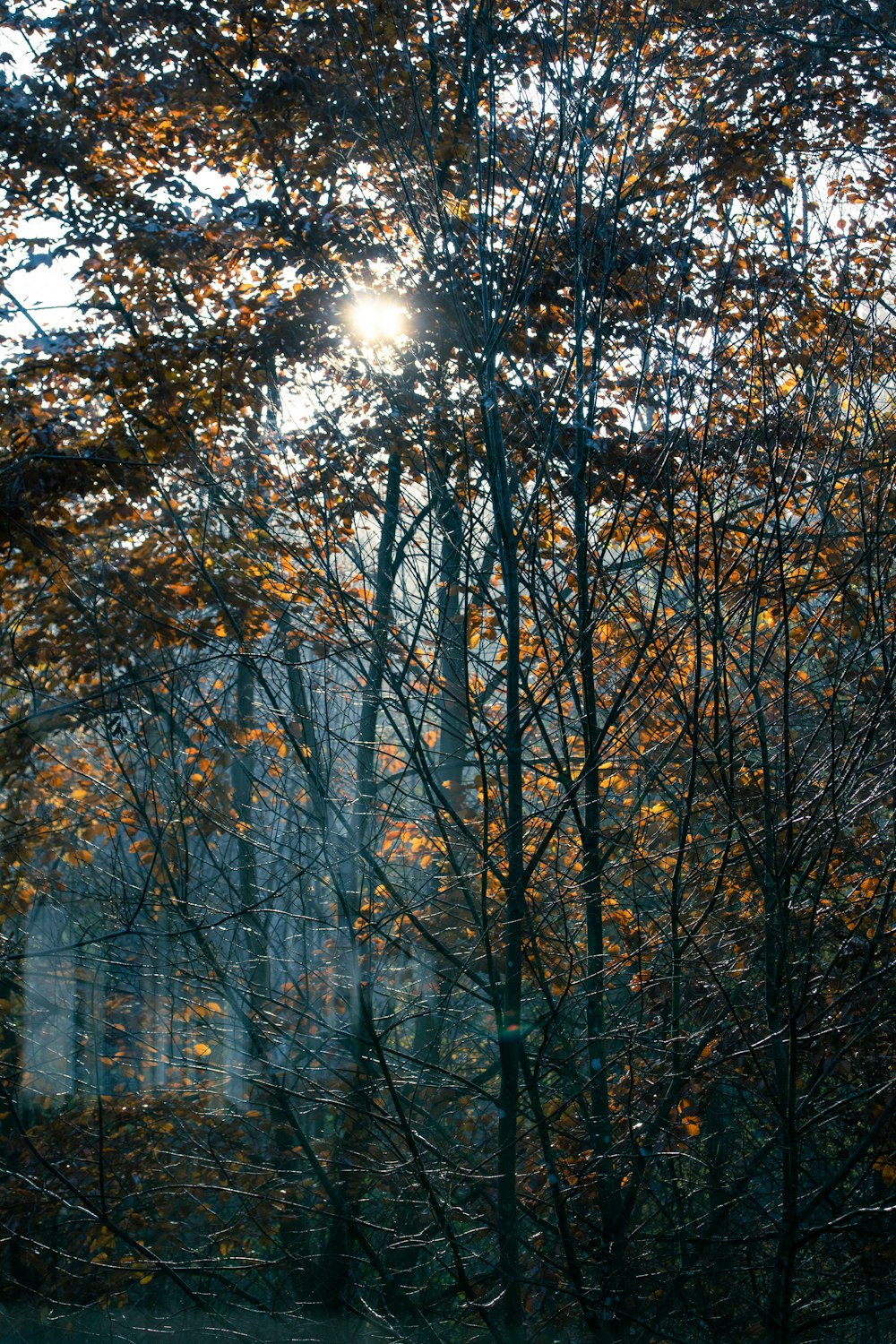 the sun shines through the trees in the forest