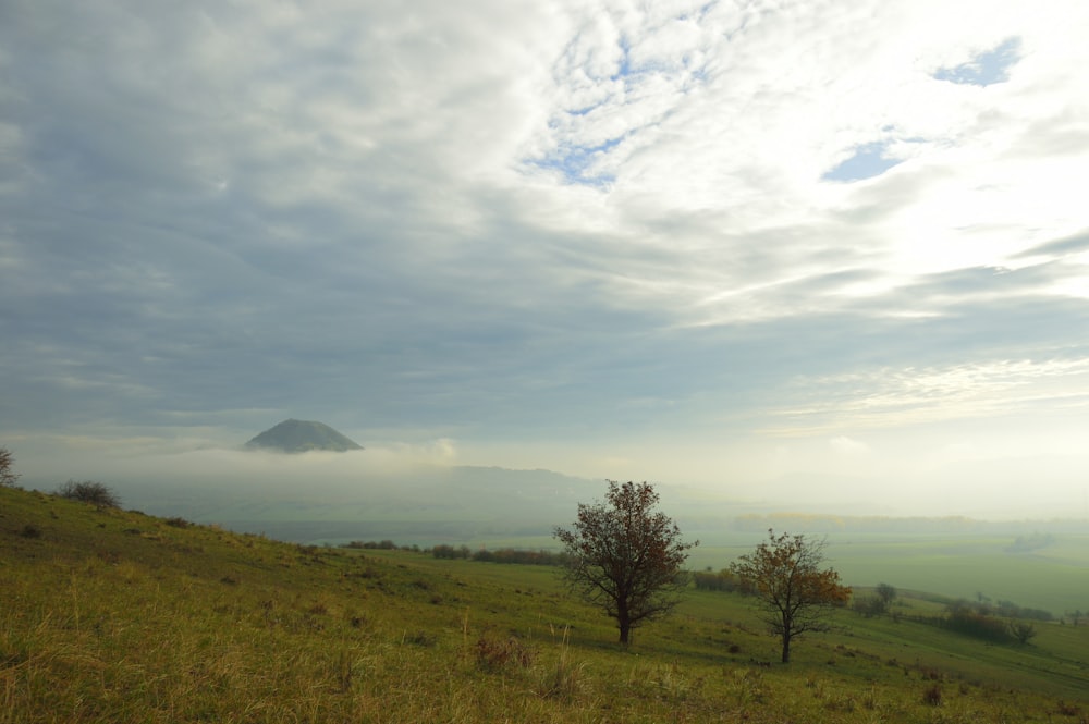 a grassy hill with trees and a mountain in the distance