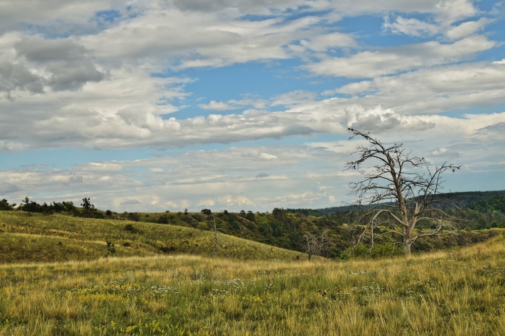 a lone tree in a grassy field under a cloudy sky