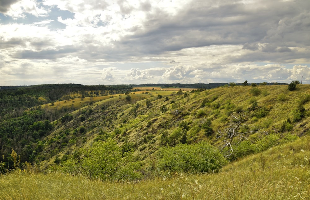 a lush green hillside covered in lots of trees