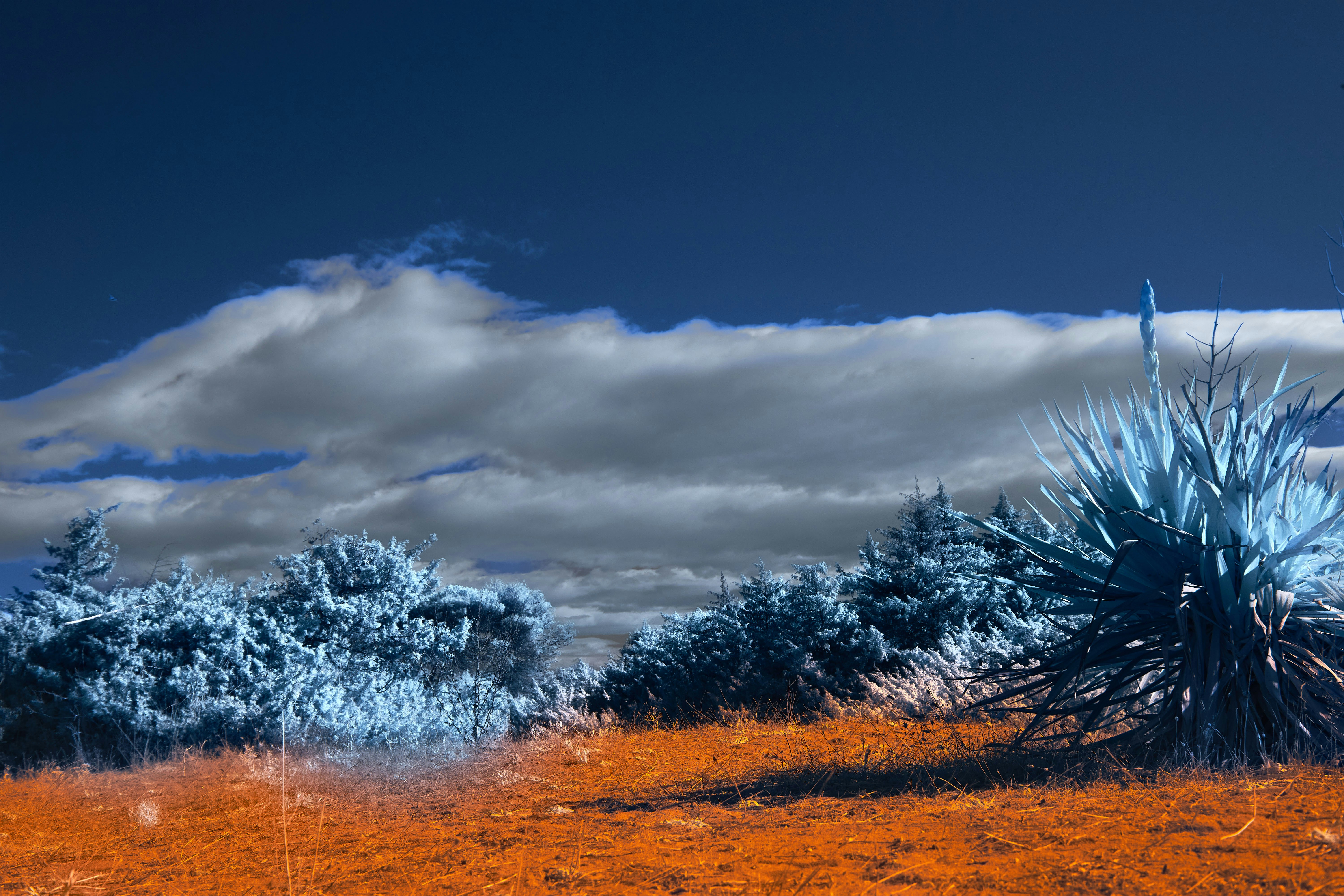 Photo by wolfgang_hasselmann