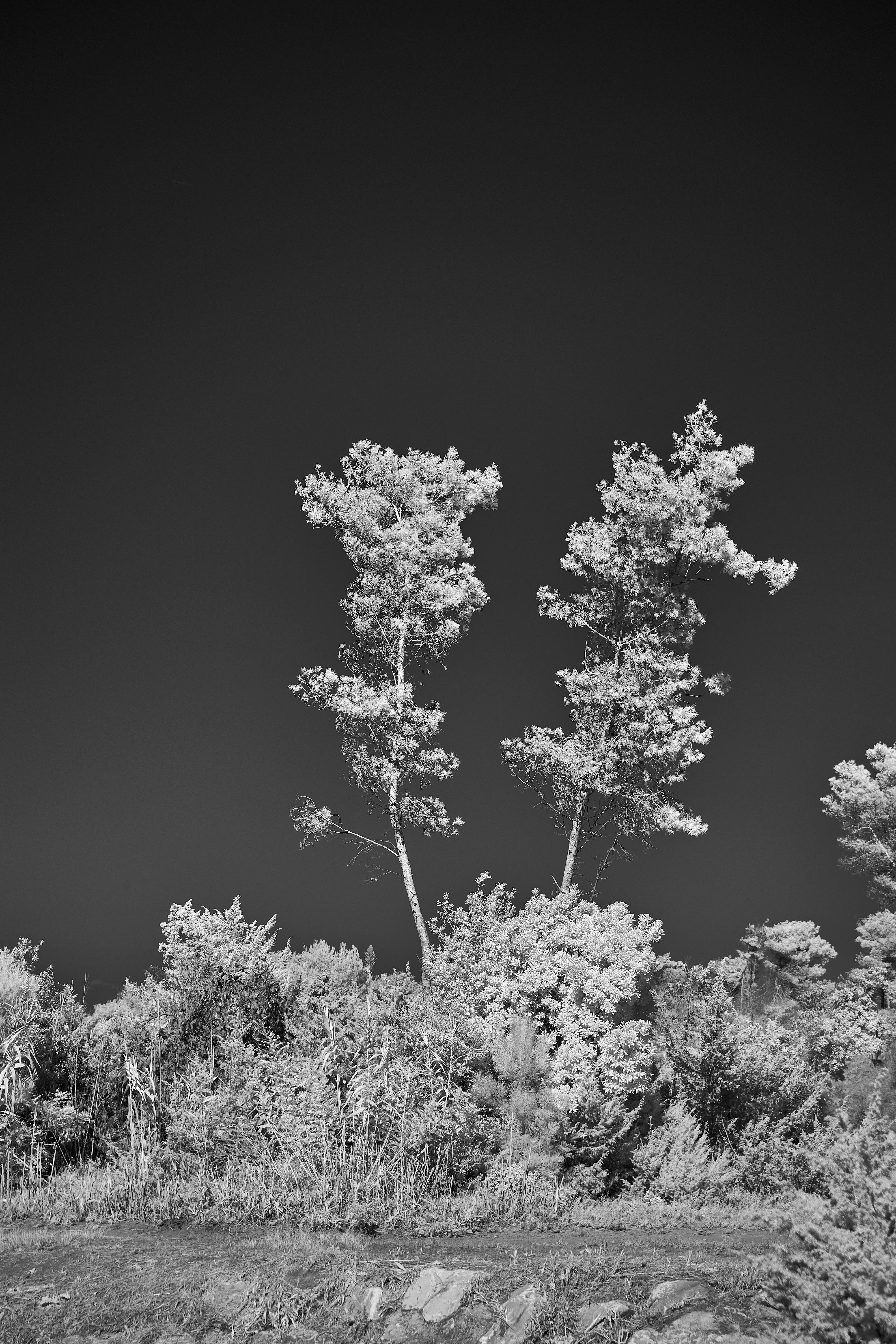 Photo by wolfgang_hasselmann