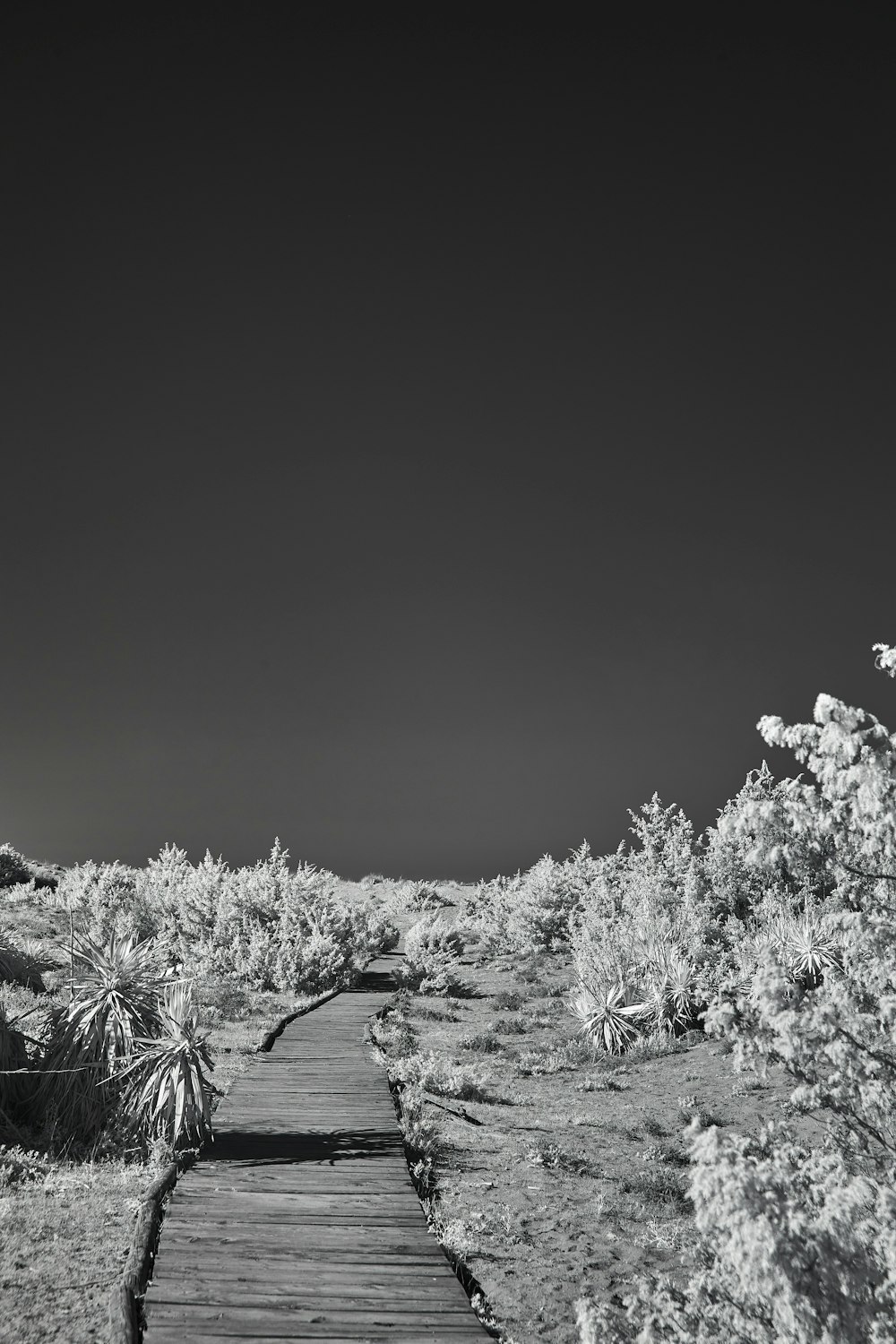 a black and white photo of a path in the desert