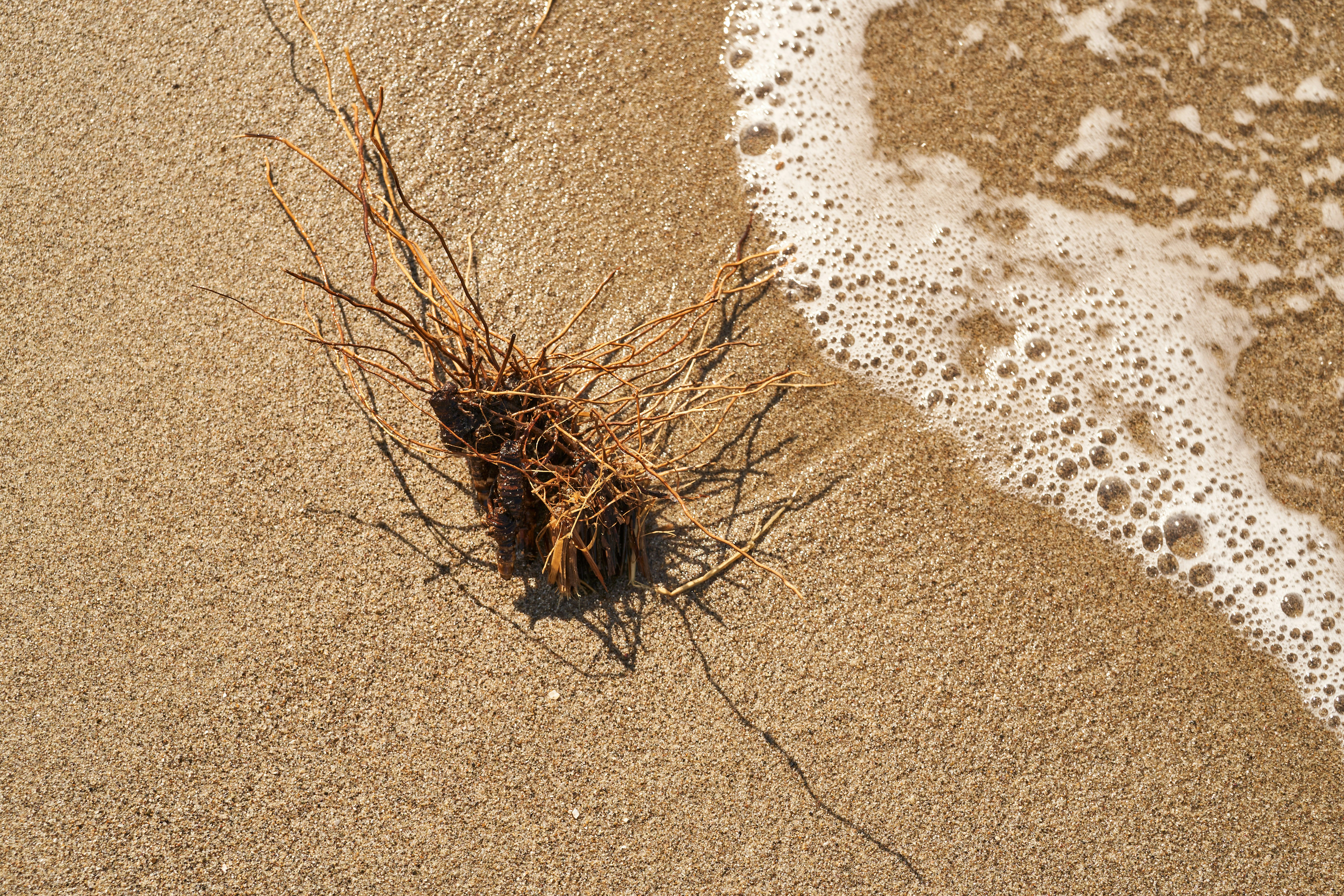 Photo by wolfgang_hasselmann