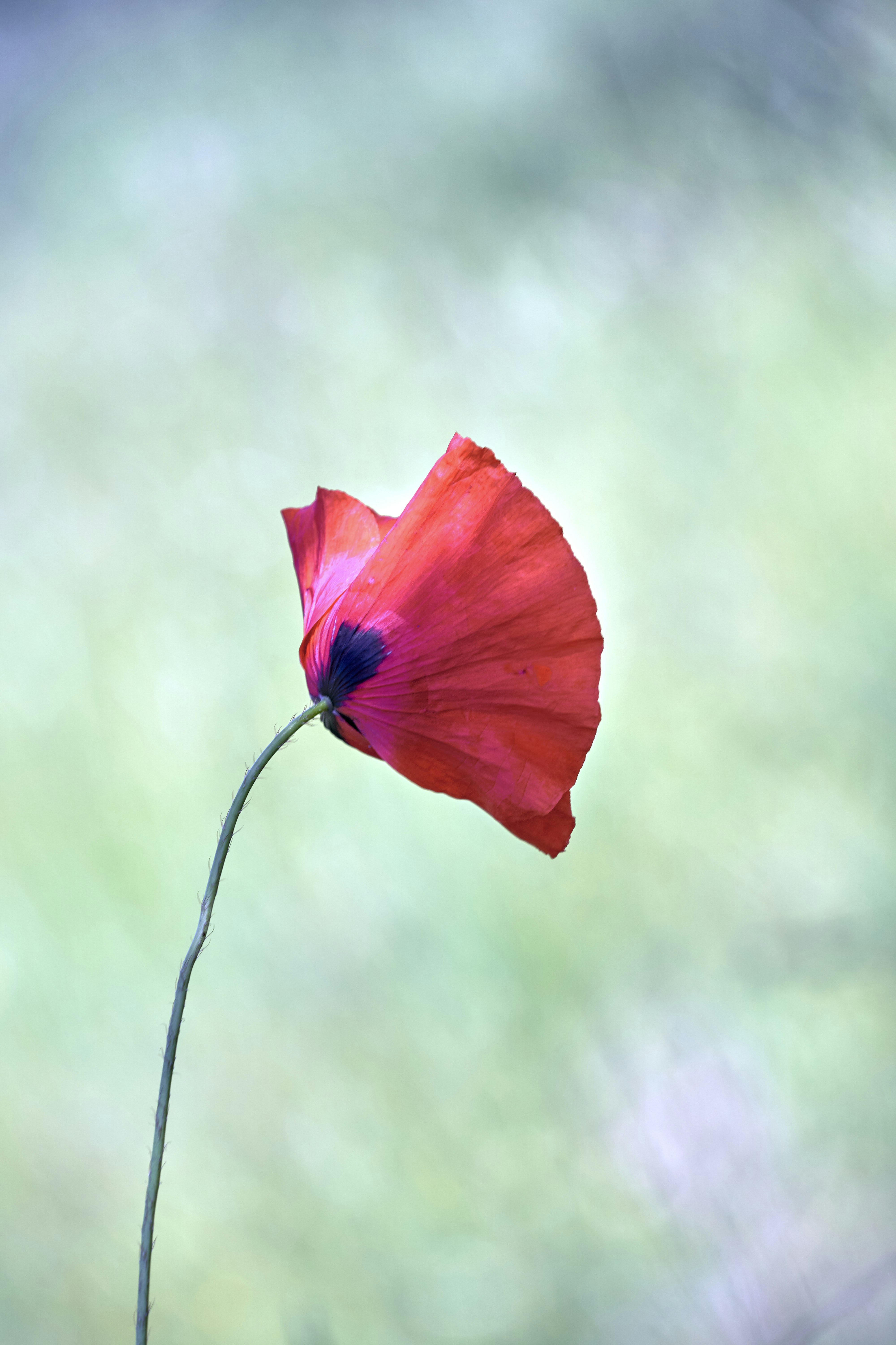 Photo by wolfgang_hasselmann