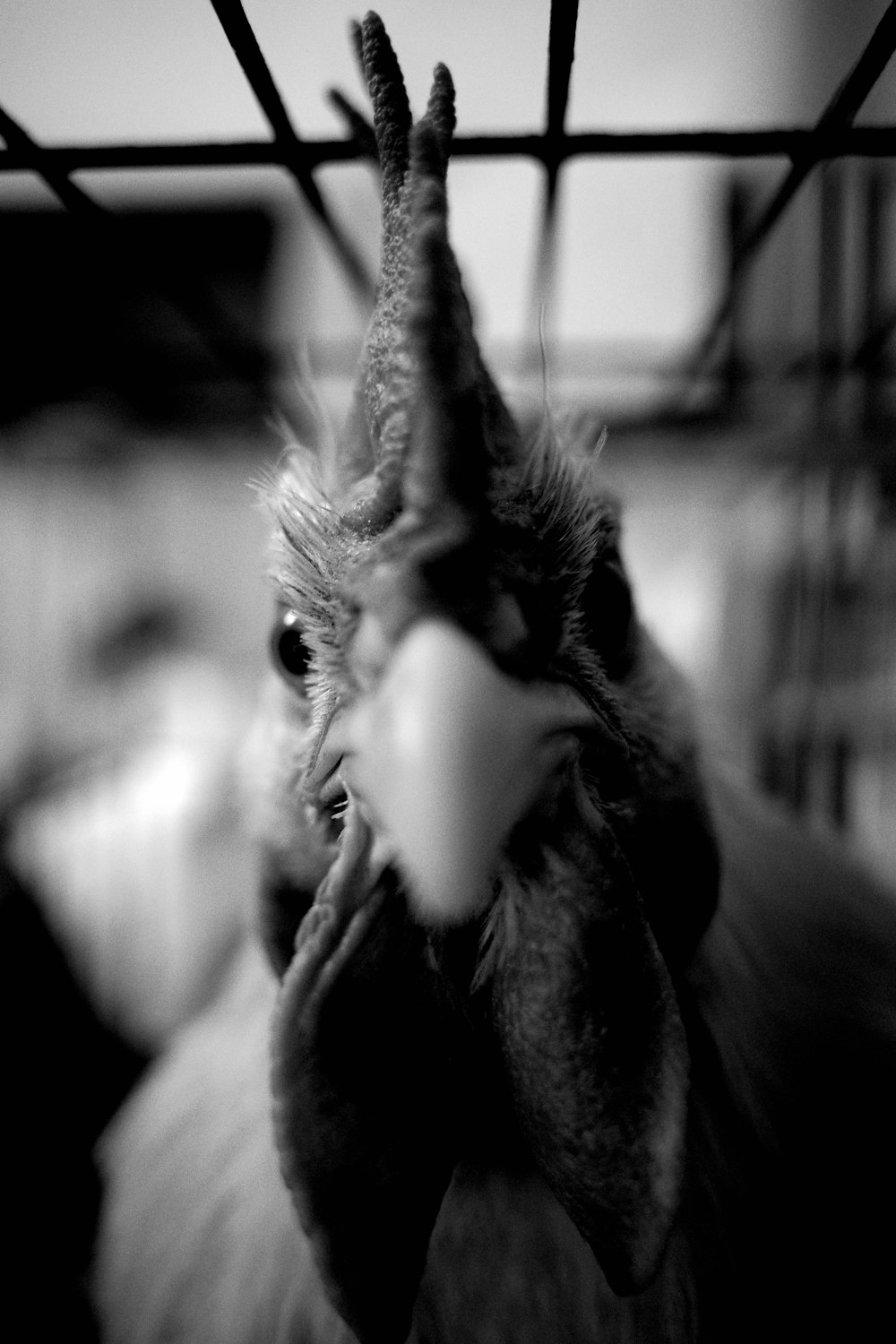 a close up of a chicken with a cage in the background