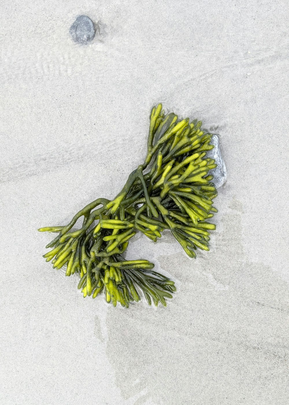a bunch of seaweed laying on the sand