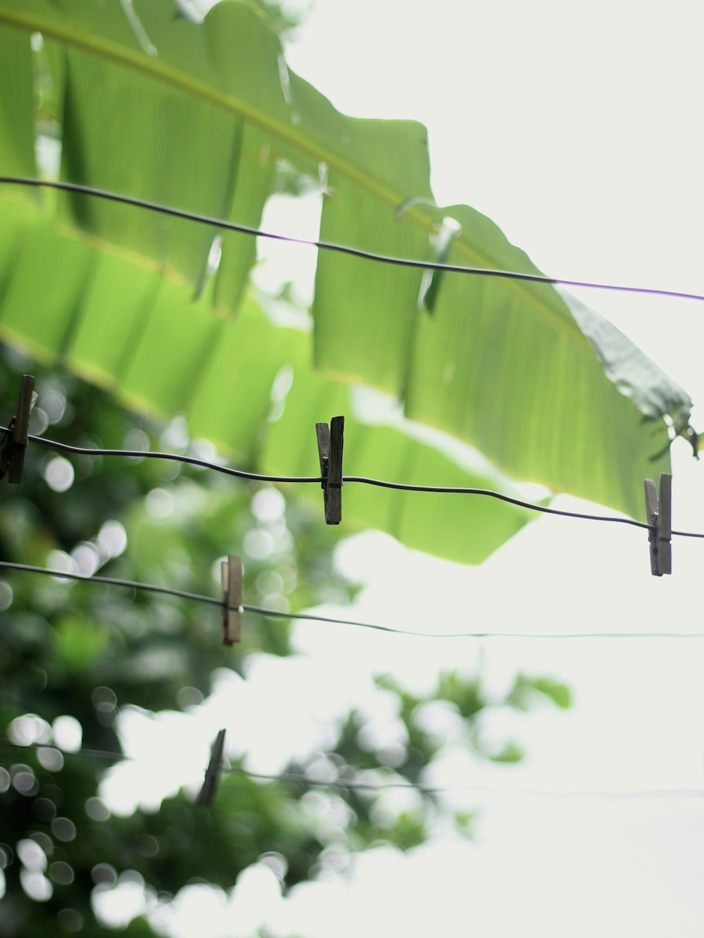 a bunch of birds are sitting on a wire