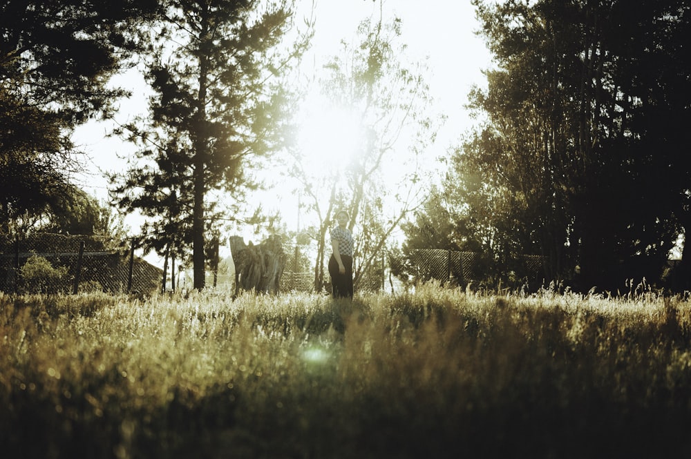 a grassy field with trees and a fence