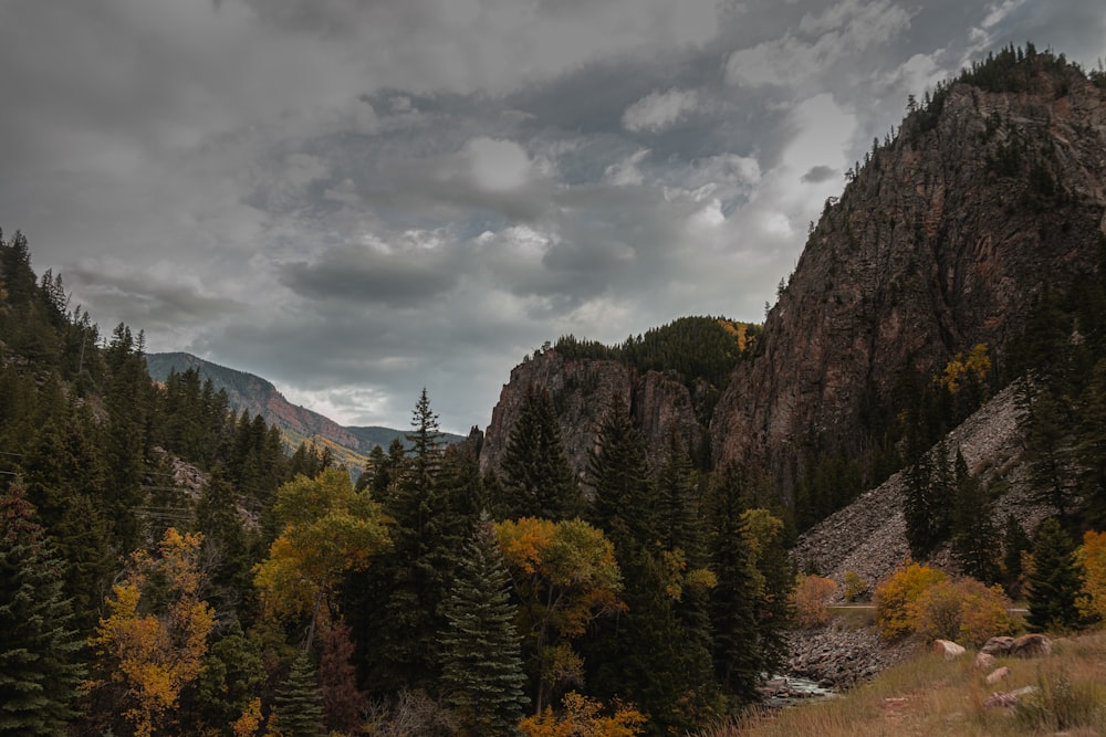 a forest filled with lots of trees under a cloudy sky