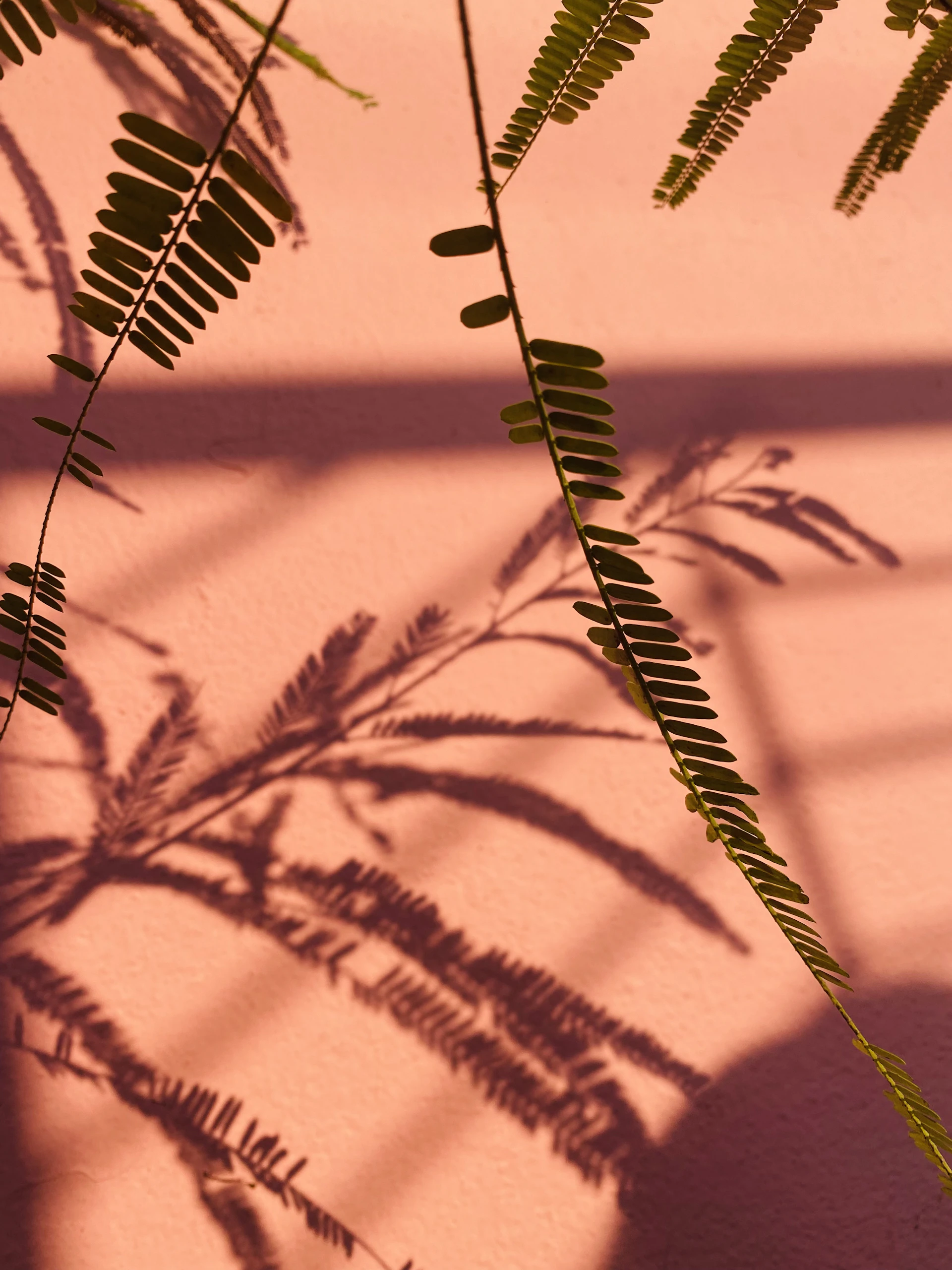 a shadow of a plant on a wall