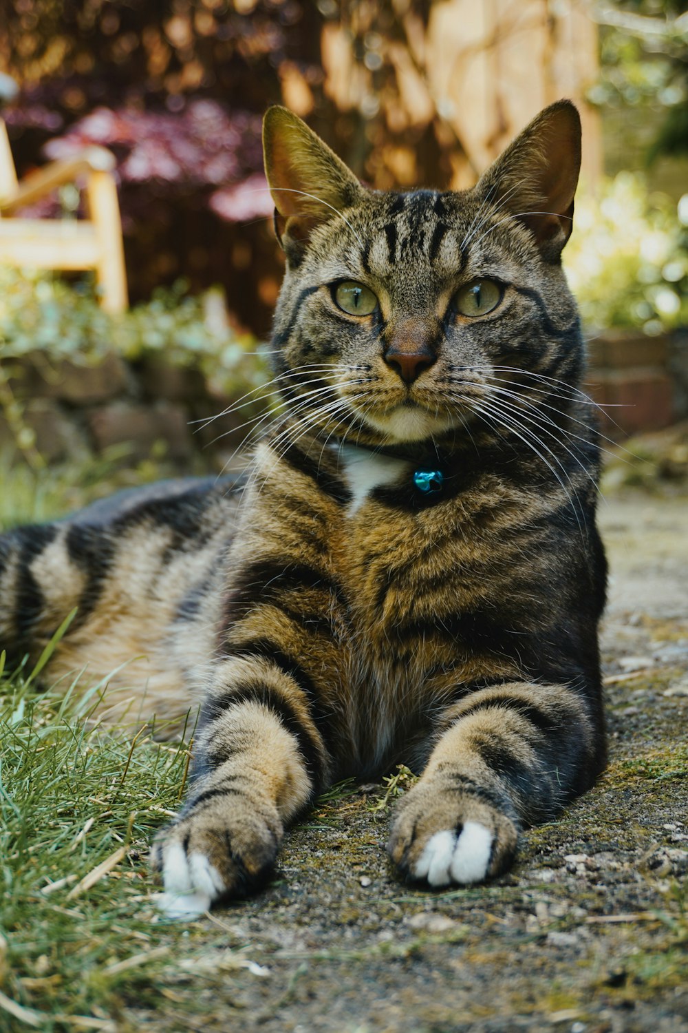 a cat laying on the ground in the grass