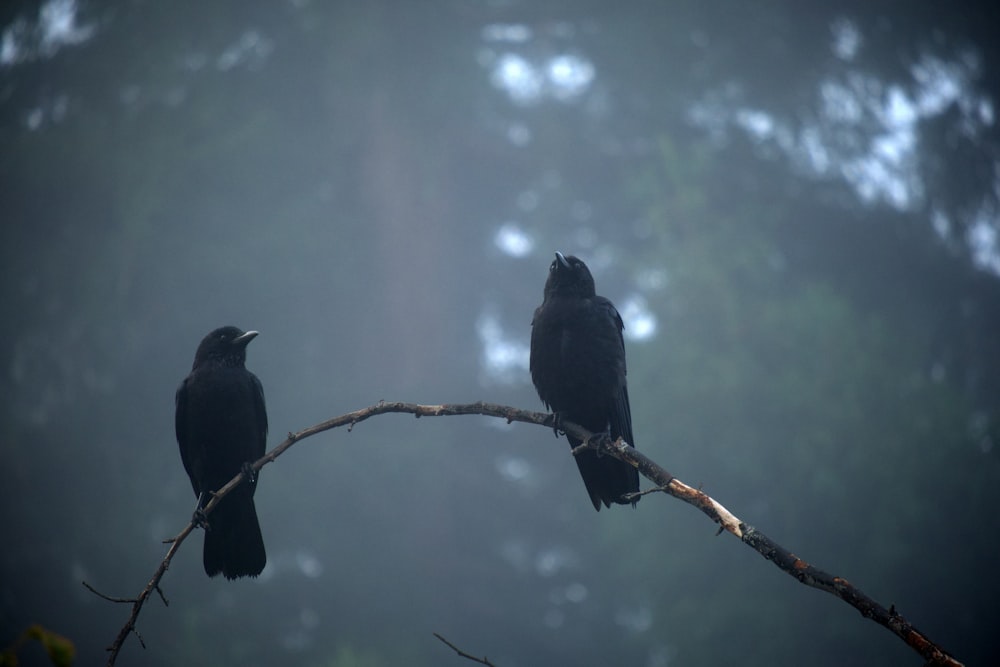 two black birds sitting on a tree branch