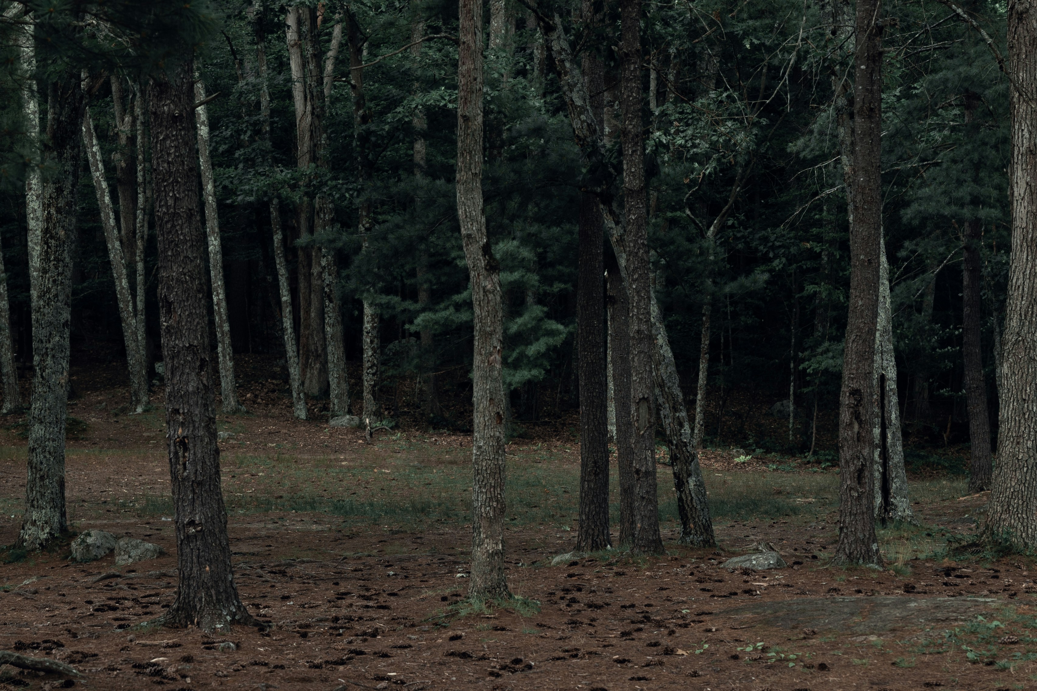 a forest filled with lots of tall trees