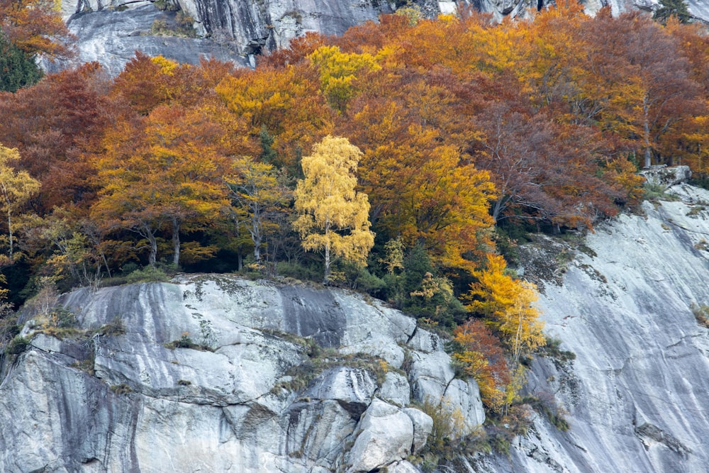 a group of trees that are on the side of a mountain