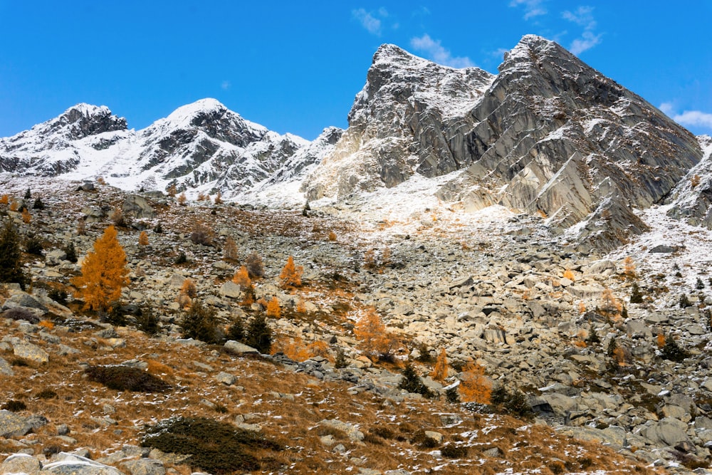 uma montanha coberta de neve com algumas árvores em primeiro plano