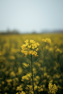 a yellow flower in a field of yellow flowers