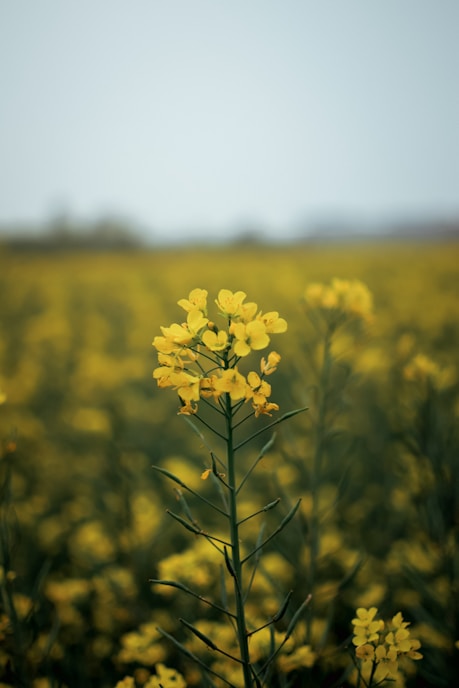 a yellow flower in a field of yellow flowers